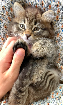 猫の足裏って一生触っていられますよね