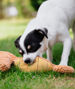 犬っておもちゃで遊ぶとき意外と前足使いますよね。
