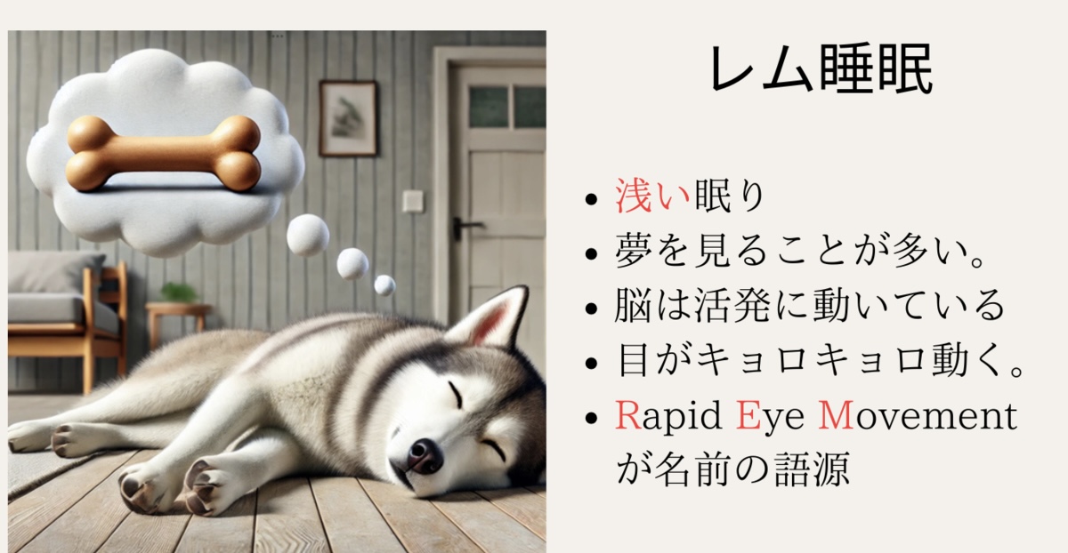 レム睡眠