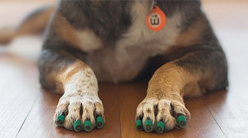 ToeGrips公式サイト